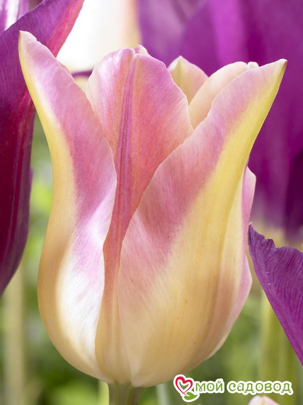 Тюльпан Элегант Леди