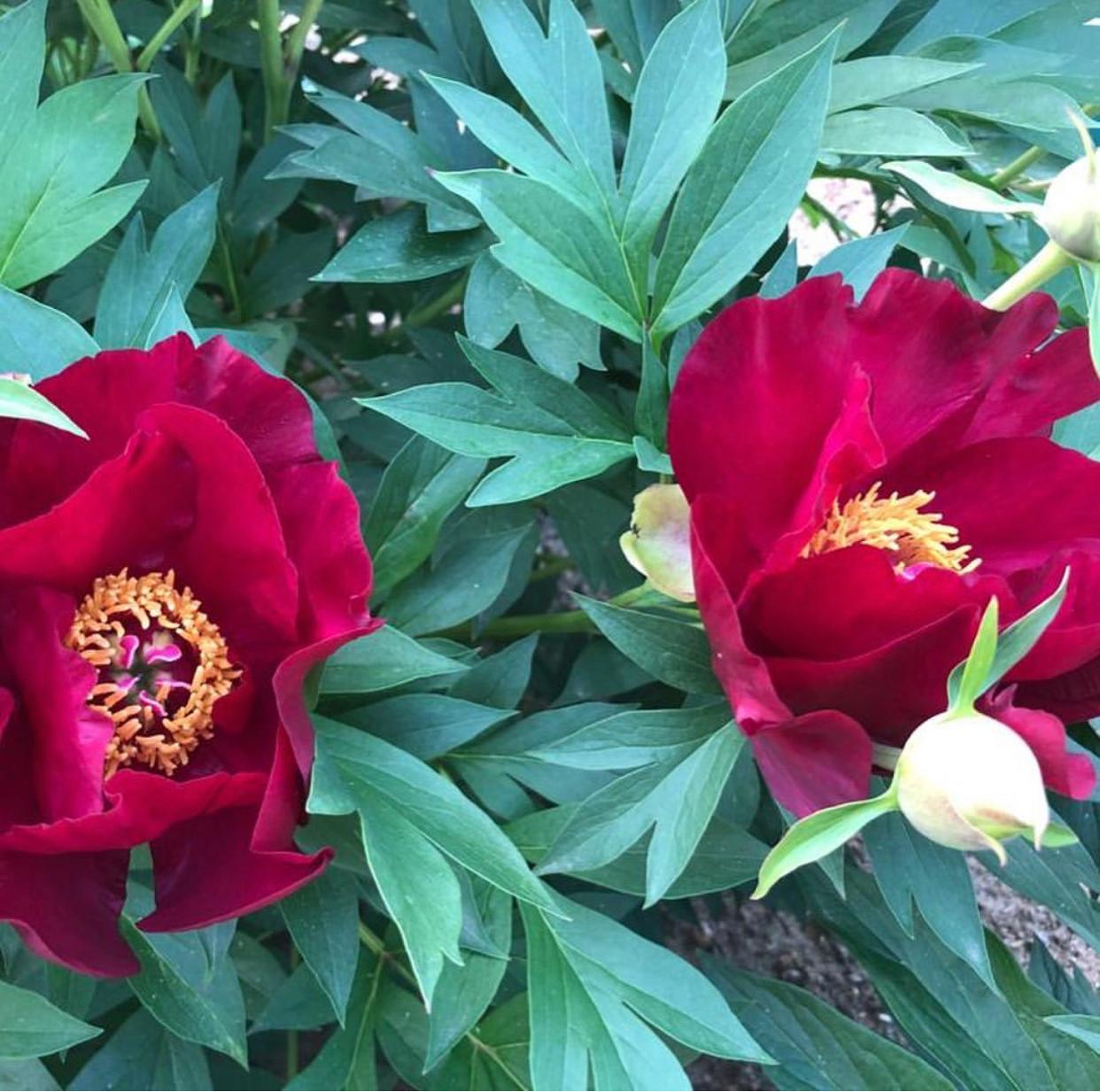 Пион (Ито-гибрид) Скарлет Хевен