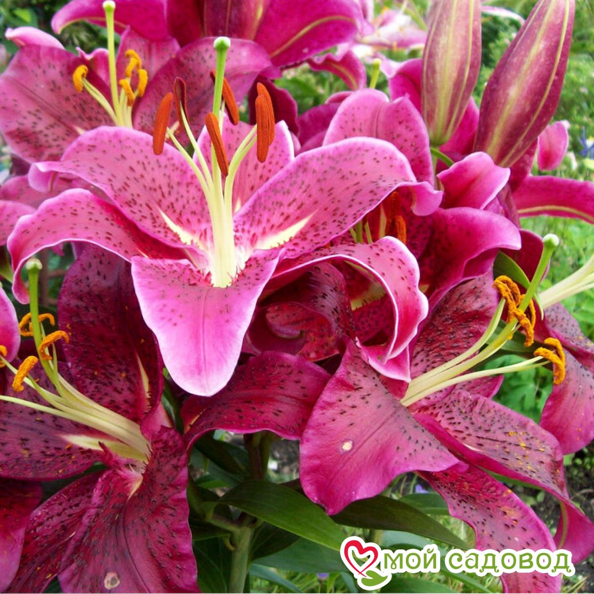 Лилия Динамит восточная