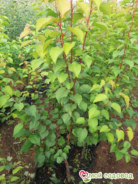 Абрикос Ананасный